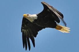 6 Most Likely Places to Spot Bald Eagles in Virginia - State Parks ...