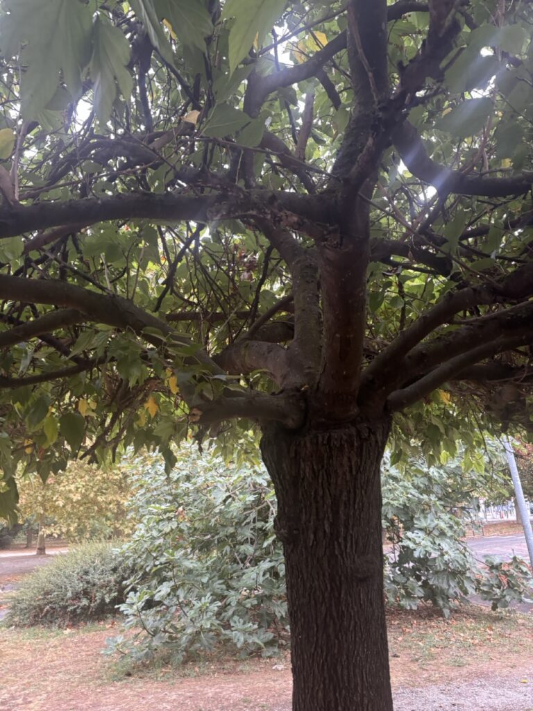 Morera en un parque de Toulouse, Francia